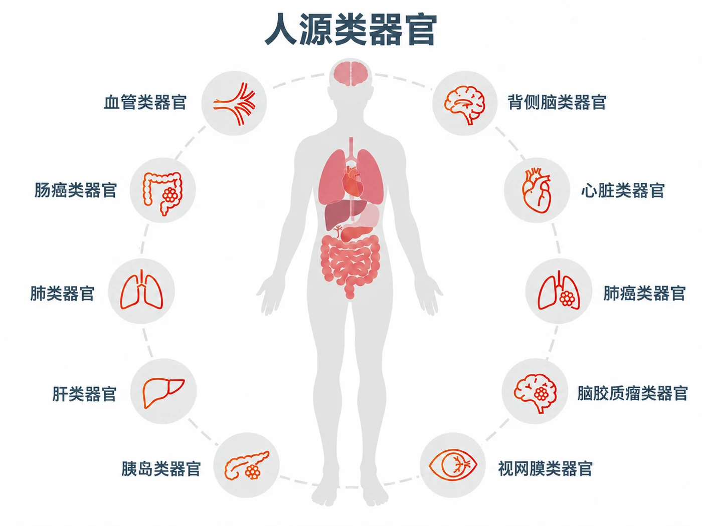 人源类器官研究