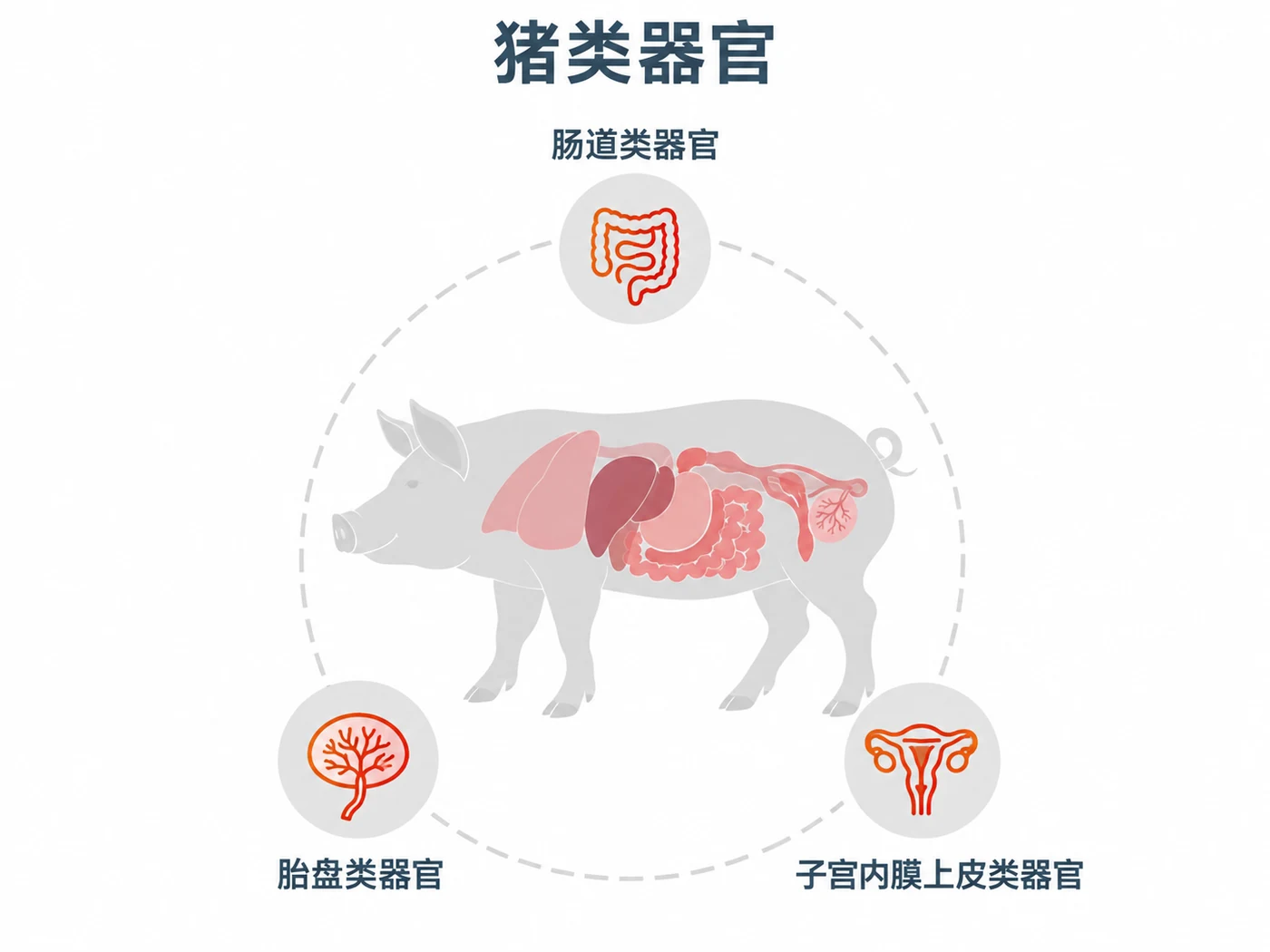 动物类器官研究