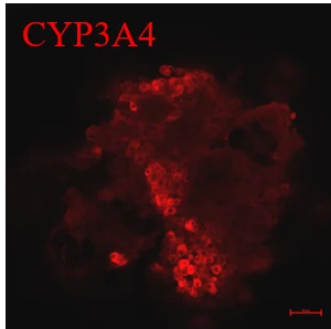 CYP3A4