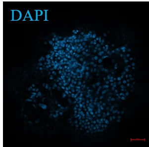 DAPI