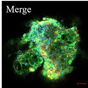 MERGE